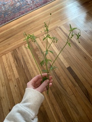 Ranunculus abortivus