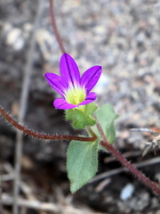Campanula hierosolymitana