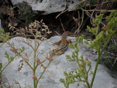 Ophisops elegans ehrenbergii