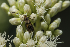 Pterygota