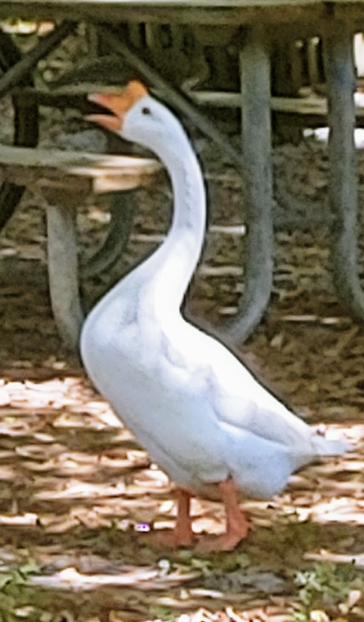 Swan Goose illustration