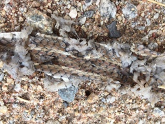 Psammophis notostictus