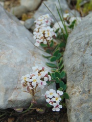 Aethionema saxatile graecum