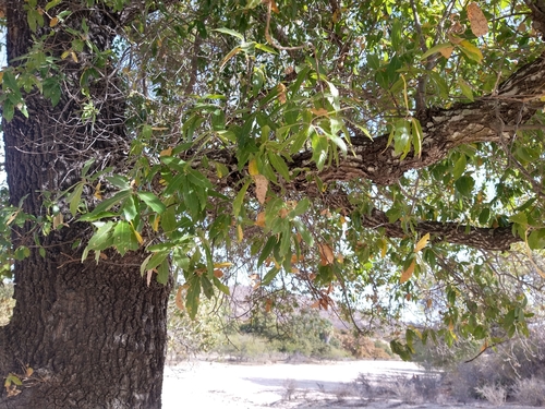 Image of Quercus brandegeei by (c) Abraham Sánchez Romero, some rights reserved (CC BY)