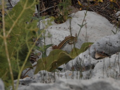 Ophisops elegans ehrenbergii