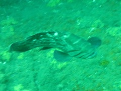 Epinephelus andersoni