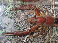 Procambarus lophotus