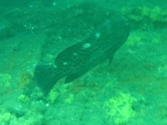 Epinephelus andersoni