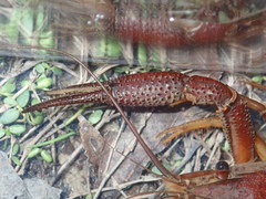 Procambarus lophotus