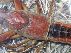 Procambarus lophotus