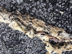 Bitis arietans arietans