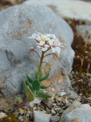 Aethionema saxatile graecum