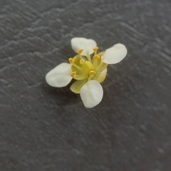Lepidium jaredii album