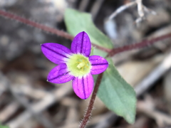 Campanula hierosolymitana