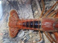 Procambarus lophotus