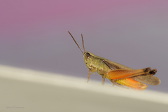 Amblytropidia australis