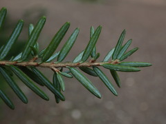 Tsuga heterophylla