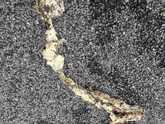 Bitis arietans arietans