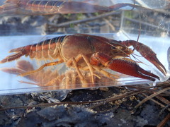 Procambarus lophotus