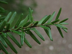 Tsuga heterophylla