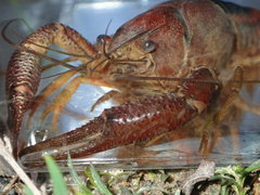 Procambarus lophotus