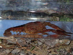 Procambarus lophotus