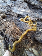 Diversibipalium multilineatum