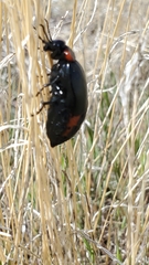 Lytta sublaevis