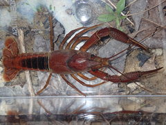 Procambarus lophotus