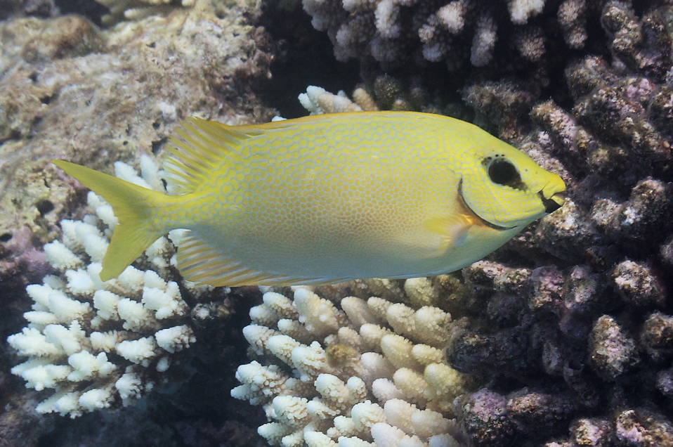 Blackeye Rabbitfish