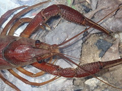 Procambarus lophotus