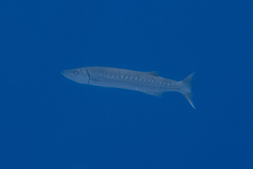 Great Barracuda — seen at this dive site