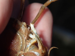 Procambarus lophotus