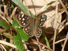 Pararge aegeria