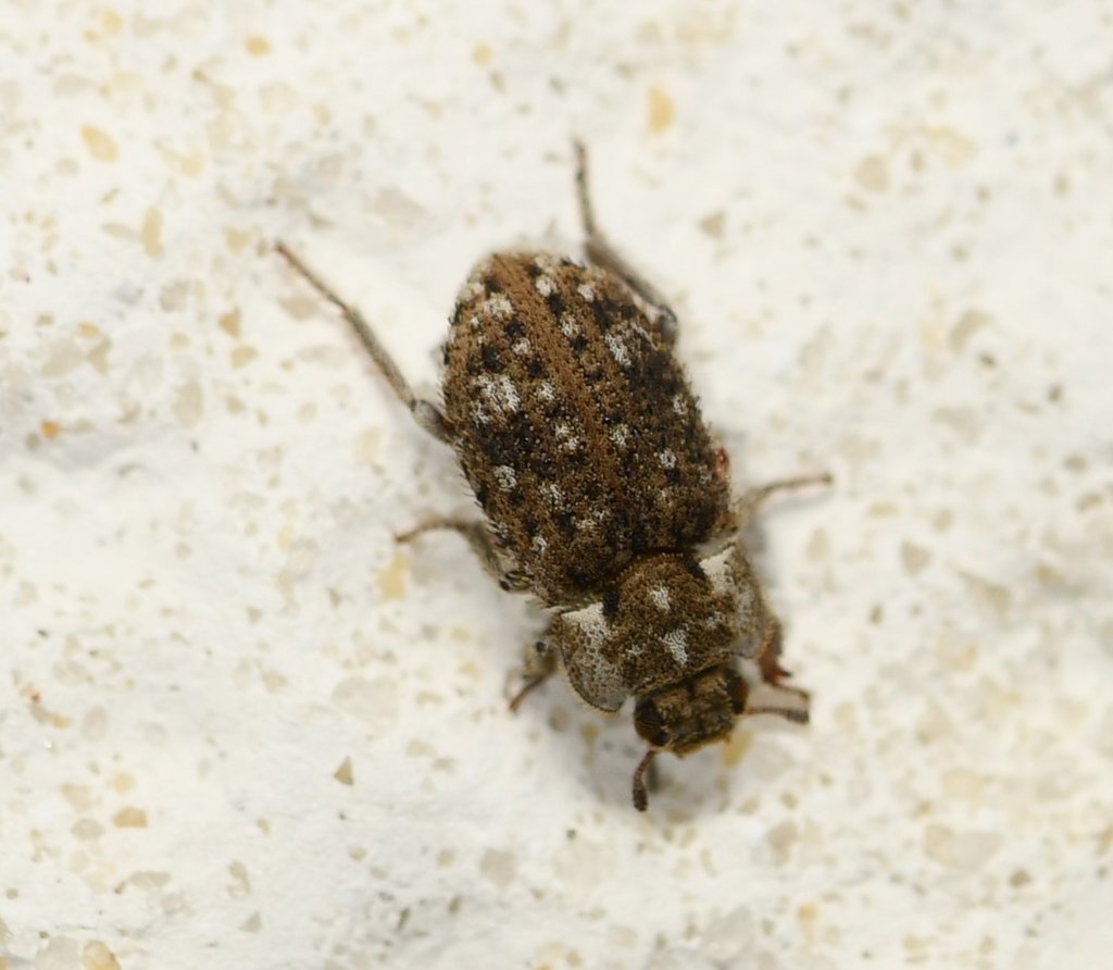 Madagascar Beetle