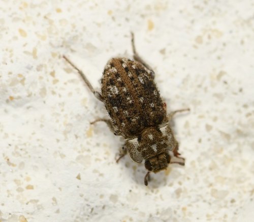 Madagascar Beetle