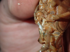 Procambarus lophotus