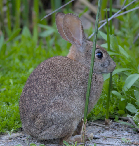 iNaturalist observation photo of Brush Rabbit