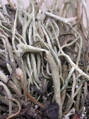Cladonia subulata