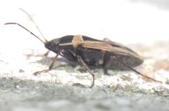 Xanthochilus