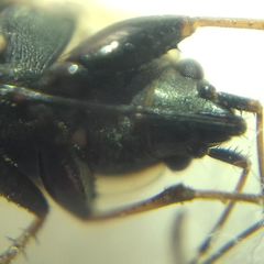 Xanthochilus