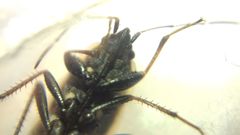 Xanthochilus