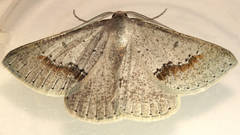 Nearcha dasyzona