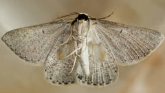 Nearcha dasyzona