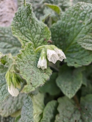 Symphytum tauricum