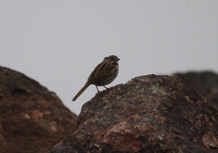 Melospiza melodia image