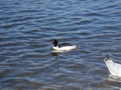Mergus merganser