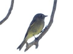 Empidonax hammondii