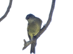 Empidonax hammondii