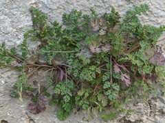 Corydalis paczoskii